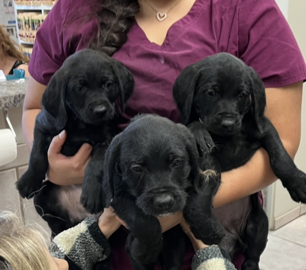 Black lab mix puppies- Sawyer, Gwynn, Verna, Hoda, Paloma, Spice, Truman and Ynez