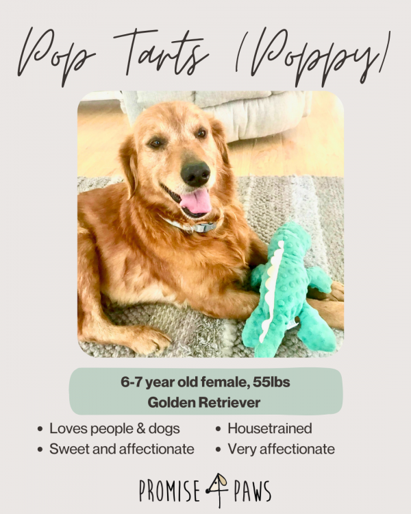 POPTART AKA POPPY – Adoption Pending