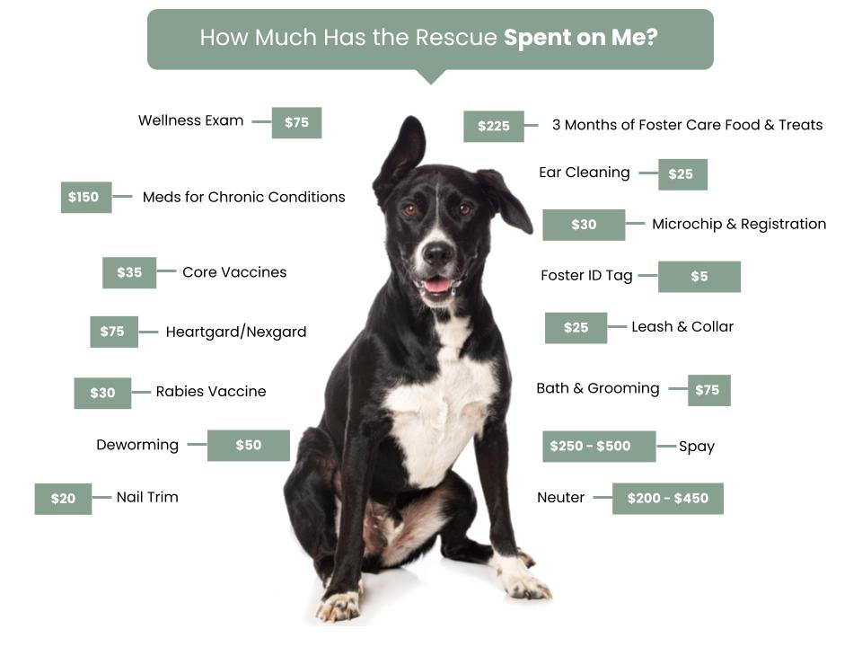 Promise 4 Paws - Fee Graphic