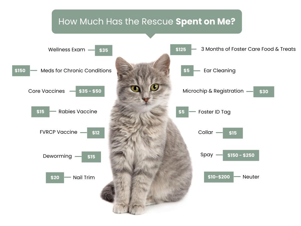 Promise 4 Paws - Fee Graphic copy