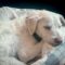 SAWYER