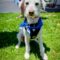 SAWYER