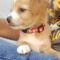 ALVIN