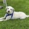 SAWYER