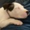 LANEY