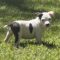 LANEY