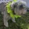 FIFI